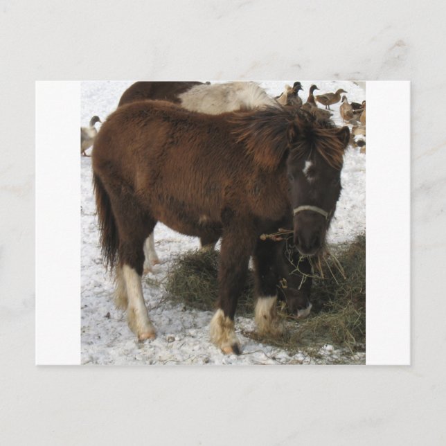 mini horse postcard (Front)