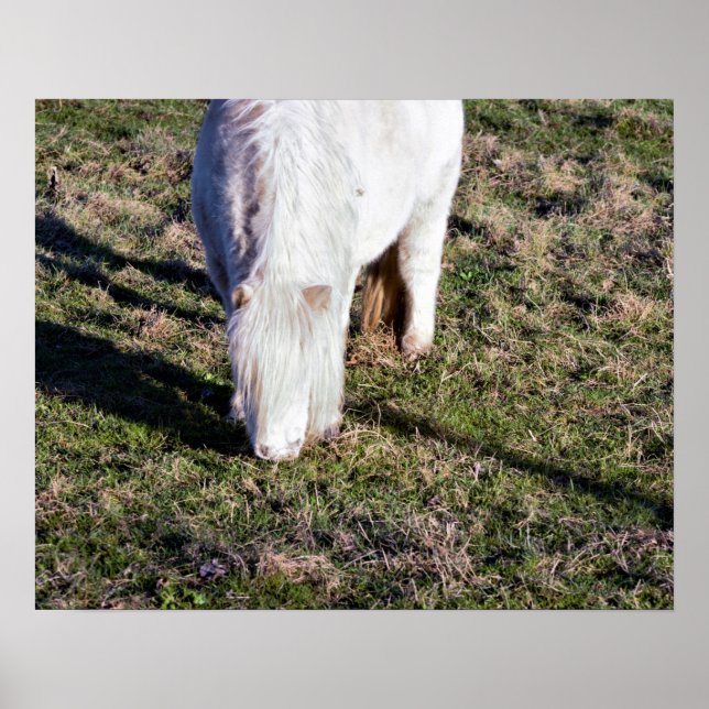 Mini Horse Poster (Front)