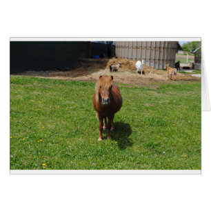 MIni Horses