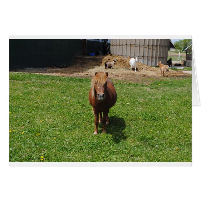 MIni Horses (Front Horizontal)