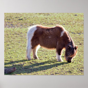 Mini Horses Poster