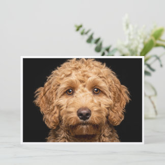 Mini Labradoodle isolated on black background Invitation