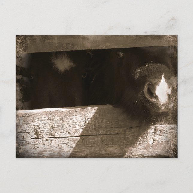 Mini nose Over Gate Postcard (Front)