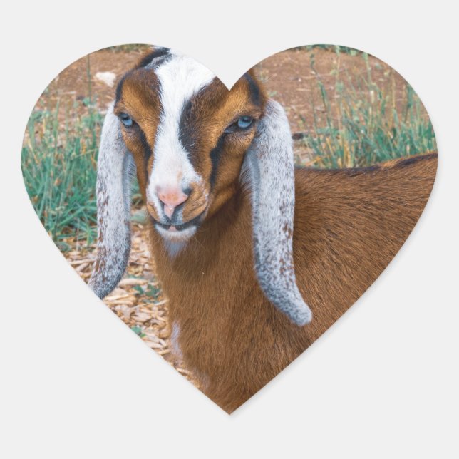 Mini Nubian Dairy Goat Kid with Blue Eyes Heart Sticker (Front)