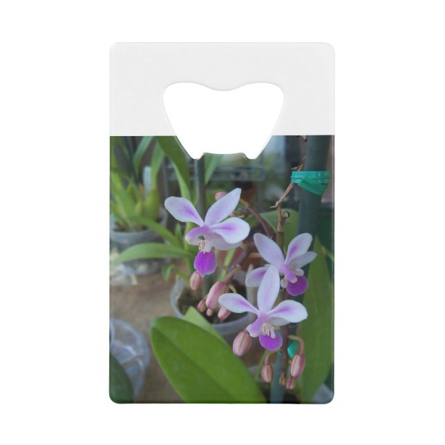 mini Phal orchids (Front)