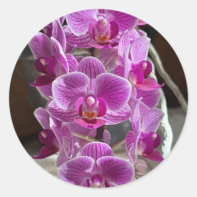 Mini Phalaenopsis Sogo Vivien Purple Orchid Flower Classic Round Sticker (Front)