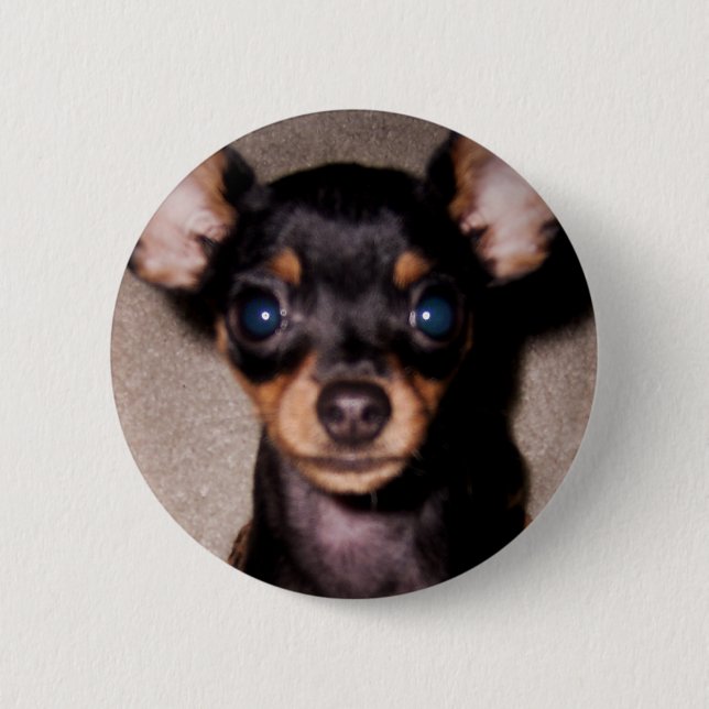 mini pinscher. 6 cm round badge (Front)