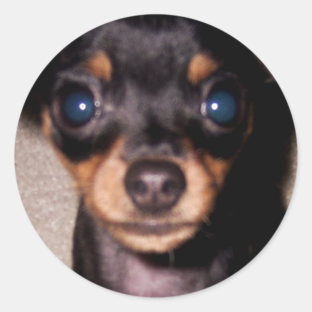 mini pinscher. classic round sticker (Front)