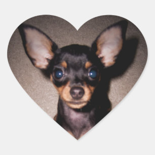 mini pinscher. heart sticker