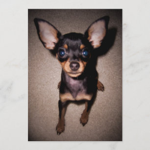 mini pinscher. invitation