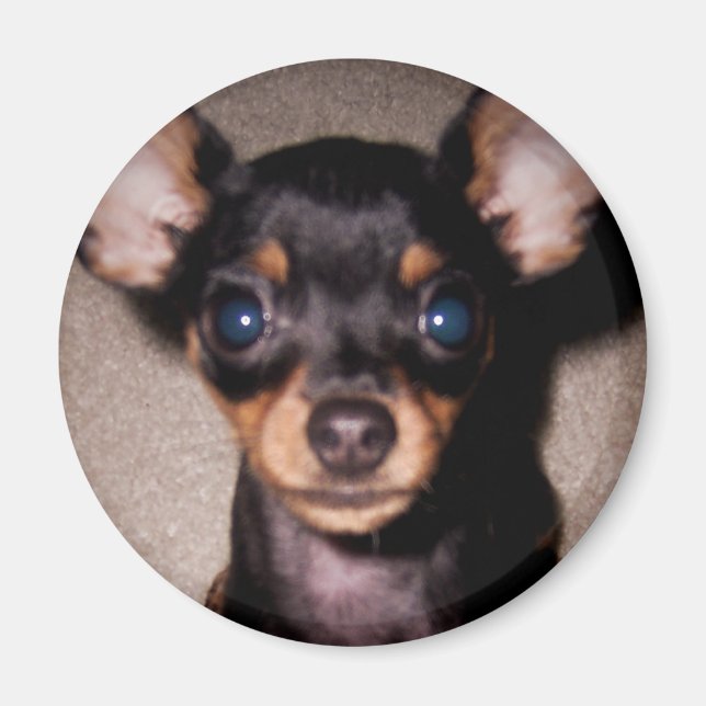 mini pinscher. magnet (Front)