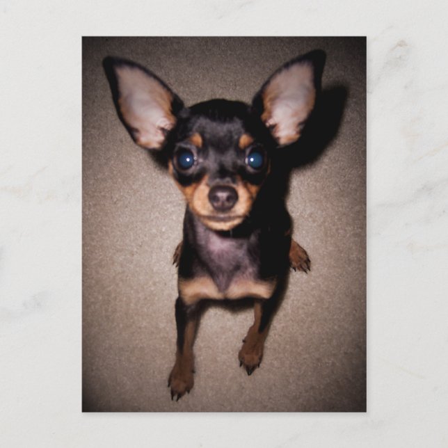 mini pinscher. postcard (Front)