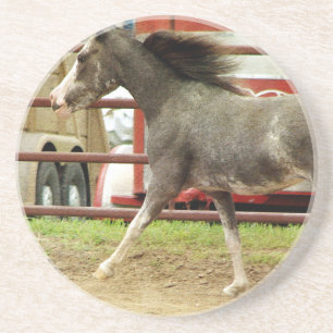 Mini Pinto Horse Gallops Coaster