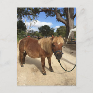 Mini Pony at Camping Grounds Postcard