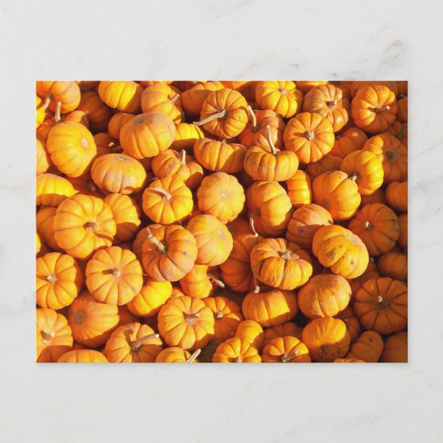 Mini Pumpkins Postcard (Front)