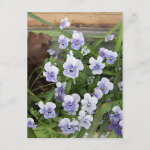 Mini Purple Violets Flowers Floral Postcard