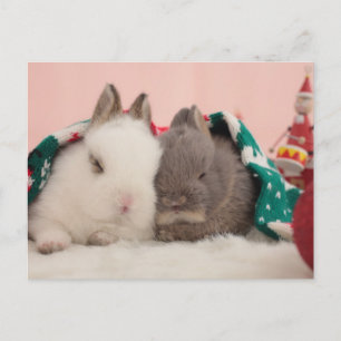Mini rabbits postcard