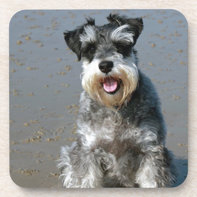 mini schnauzer-at the beach.png coaster (Front)