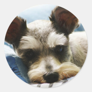Mini Schnauzer Classic Round Sticker