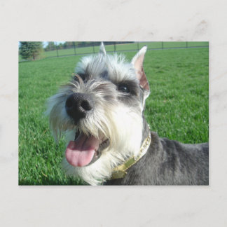 Mini Schnauzer Postcard