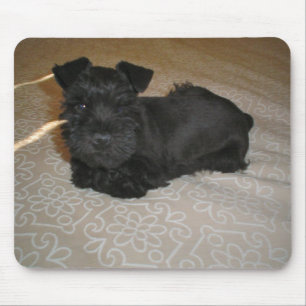 mini schnauzer puppy mouse mat
