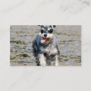 mini schnauzer-running business card