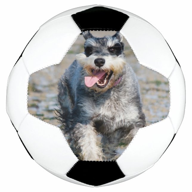 mini schnauzer-running football (Front)