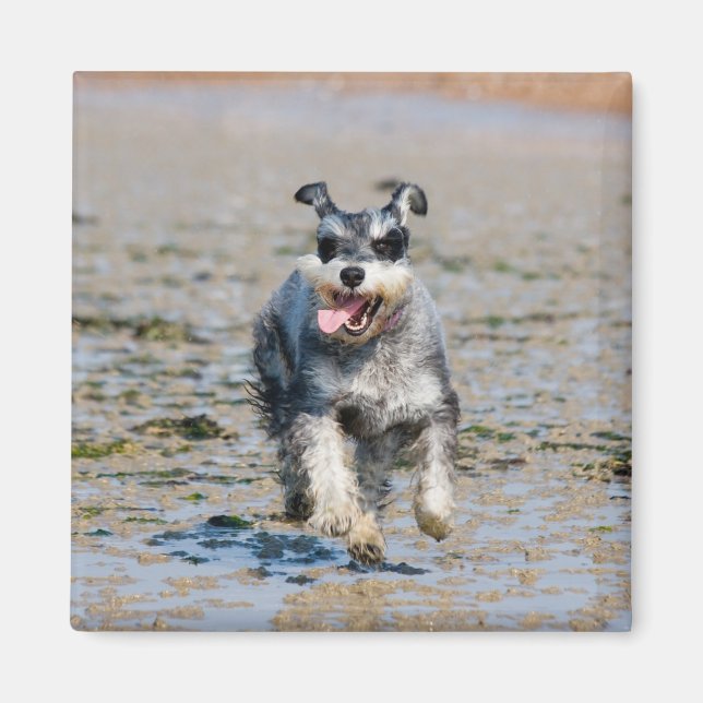 mini schnauzer-running magnet (Front)