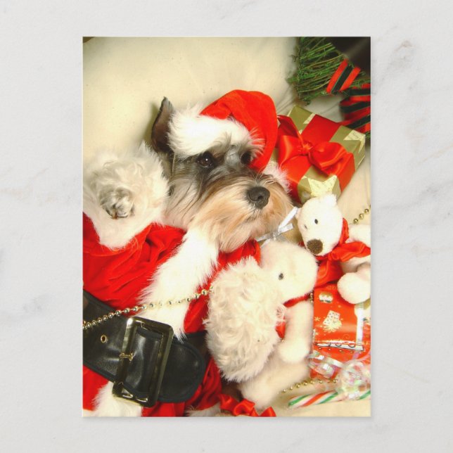 Mini Schnauzer X'mas Postcard (Front)