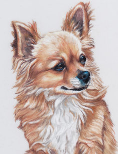 Long Hair Chihuahua Postcards Zazzle Uk