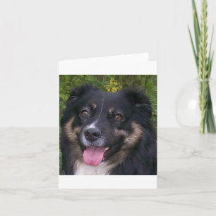 Miniature American Shepherd Black Tri Card