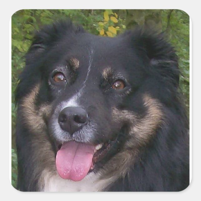 Miniature American Shepherd Black Tri Square Sticker (Front)
