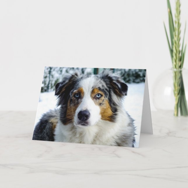 Miniature American Shepherd Blue Merle Card (Front)