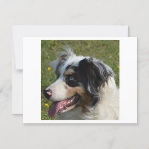 Miniature American Shepherd Blue Merle Postcard