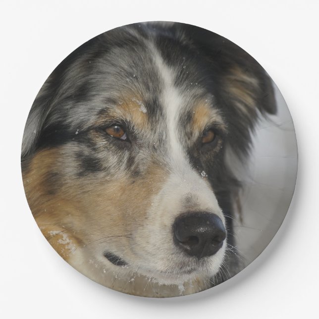 Miniature American Shepherd Blue Merle second Paper Plate (Front)