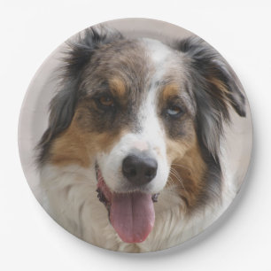 Miniature American Shepherd Merle Paper Plate