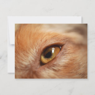 Miniature American Shepherd Red Merle Eye Postcard
