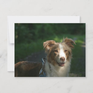 Miniature American Shepherd Red Merle Postcard