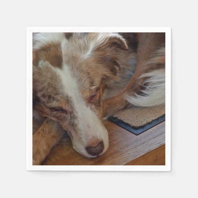 Miniature American Shepherd Red Merle Sleeping Napkin (Front)