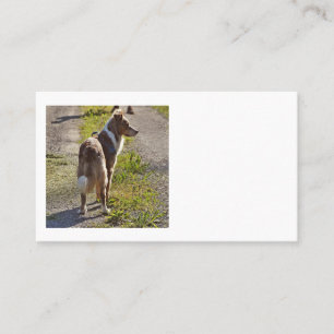 Miniature American Shepherd Red Merle with Tail Business Card