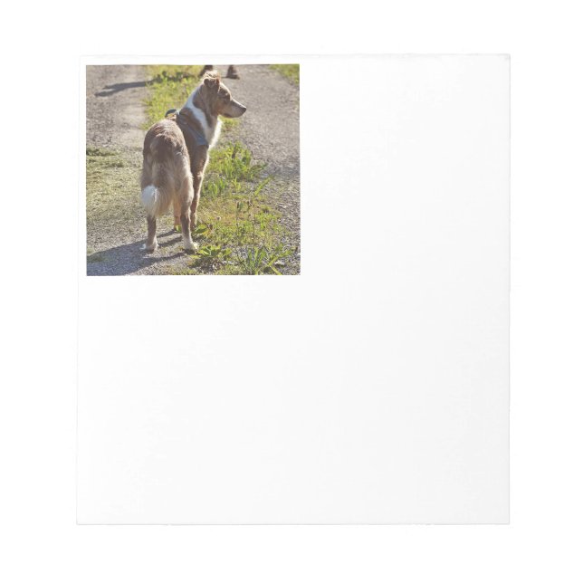 Miniature American Shepherd Red Merle with Tail Notepad (Front)