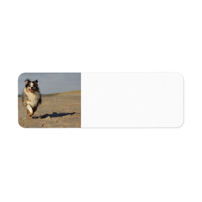 Miniature American Shepherd Running On Beach (Front)