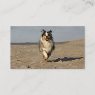 Miniature American Shepherd Running On Beach Business Card