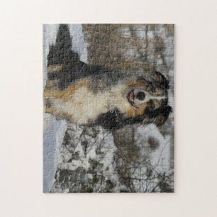 Miniature American Shepherd Sitting In Snow Jigsaw Puzzle