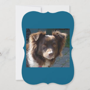 Miniature American Shepherrd Red Tri card