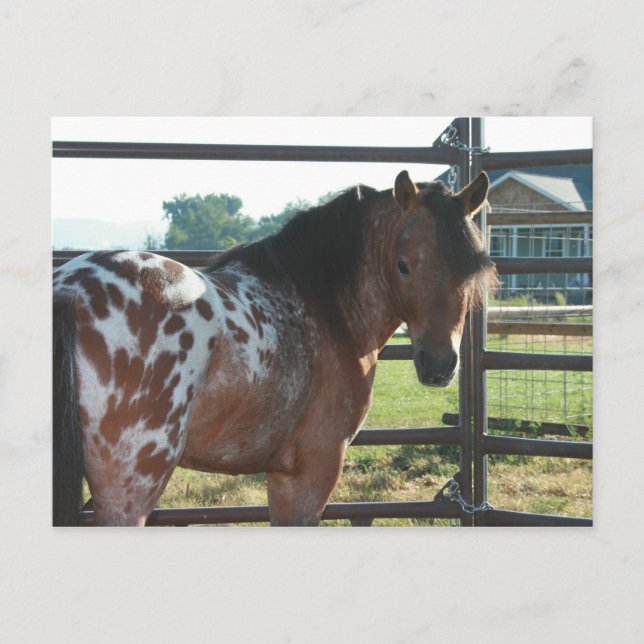 Miniature Appaloosa Stallion Postcard (Front)