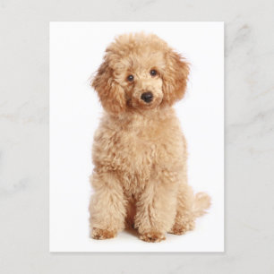 Miniature Apricot Poodle Puppy Dog Blank Postcard
