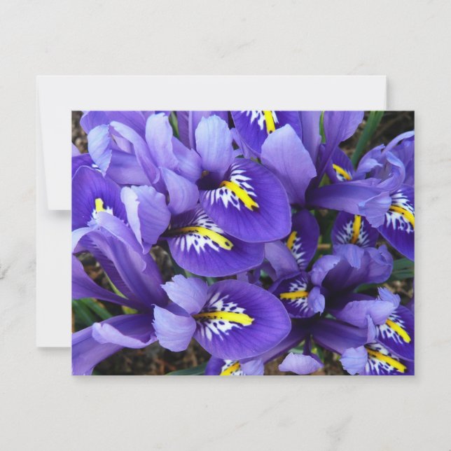 Miniature Blue Irises Spring Floral (Front)