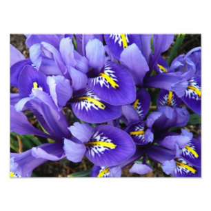 Miniature Blue Irises Spring Floral Photo Print