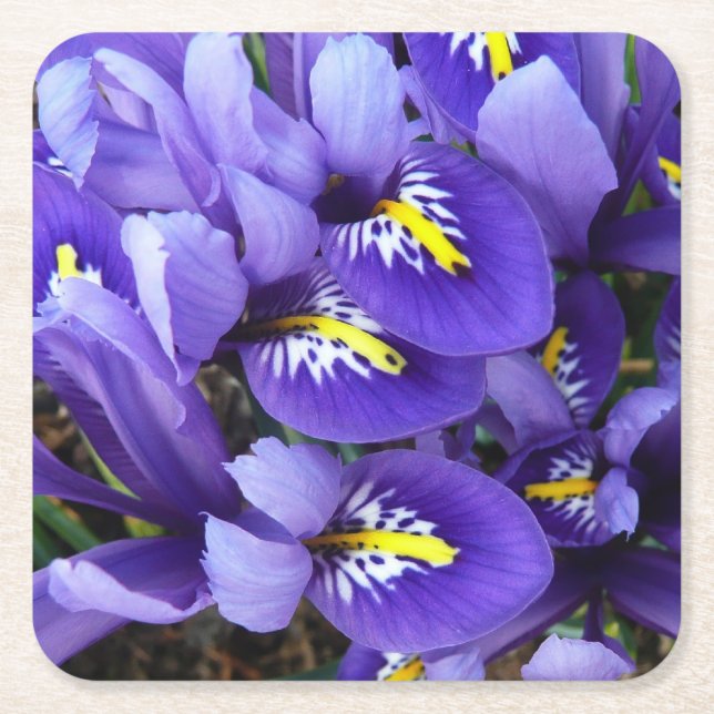 Miniature Blue Irises Spring Floral Square Paper Coaster (Front)